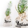 PLANT DE PIN EN POCHON COTON