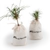 PLANT DE PIN EN POCHON COTON