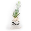 PLANT DE PIN EN POCHON COTON