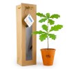 Petit arbre en pot terre et sac prestige - CHENE