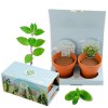 COFFRET 2 POTS TERRE CUITE ET GRAINES