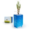 Petit arbre en boite cube - Laurier Rose