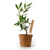 PLANT D'OLIVIER EN POT FIBRE COCO BIODÉGRADABLE