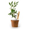 PLANT D'OLIVIER EN POT FIBRE COCO BIODÉGRADABLE