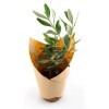 PLANT D'OLIVIER EN POT FIBRE COCO BIODÉGRADABLE