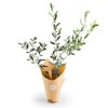PLANT D'OLIVIER EN POT FIBRE COCO BIODÉGRADABLE