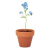 FORGET ME NOT - Pot graines de myosotis
