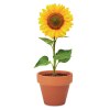 SUNFLOWER - Pot graines de tournesol