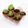 Serre en pet 6 pots aromatiques bio