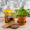 Kit terre cuite - mimosa sensitive
