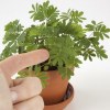 Kit terre cuite - mimosa sensitive