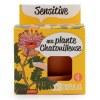 Kit terre cuite - mimosa sensitive