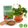 Kit terre cuite - fraisier