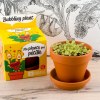 Kit terre cuite - plante qui pétille