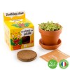 Kit terre cuite - plante qui pétille