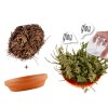 Kit terre cuite - plante éternelle - rose de jericho