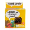 Kit terre cuite - plante éternelle - rose de jericho