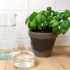 Pot terre cuite basalte 13cm - basilic grand vert bio