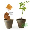 Pot terre cuite basalte 13cm - tomate cerise bio