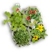 L'atelier mini potager bio