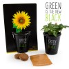 Pot black "green is the new black" - tournesol