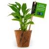 SPATHIPHYLLUM EN POT FIBRES DE COCO BIO