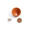 ANETHUM. Pot en terre cuite avec graines d'aneth