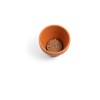 ANETHUM. Pot en terre cuite avec graines d'aneth