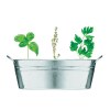 MIX SEEDS - Bac en zinc & herbes aromatique
