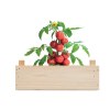 TOMATO - Graines de tomates dans caissette