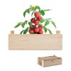 TOMATO - Graines de tomates dans caissette