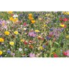 SEEDLOPE - Enveloppe graines fleurs sauvag