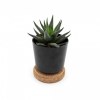 Plante en pot bambou soucoupe liège