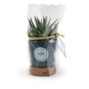 Plante pot bambou liège