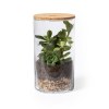 Terrarium - Anymak