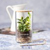 Terrarium - Anymak