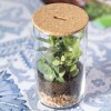 Terrarium - Anymak