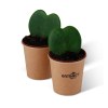 Plante coeur en pot gobelet carton - Hoya