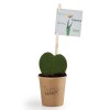 Plante coeur en pot gobelet carton - Hoya