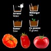 Plateau trio pots zinc - tomates bio