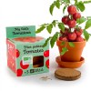 Kit terre cuite - tomate cerise bio