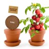 Kit terre cuite - tomate cerise bio