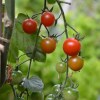 Kit terre cuite - tomate cerise bio