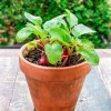 Kit terre cuite - radis bio