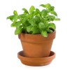 Kit terre cuite - basilic bio
