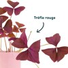 Fiole oxalis