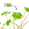 Fiole oxalis