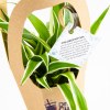 PLANTE GREEN BAG - Petit modèle