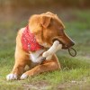 Jouet pour d'Animaux de Compagnie - Salmer