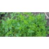 Sproutworld Sharpened Pencil crayon taillé
